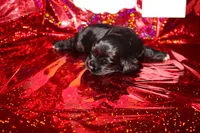 Leo, a male Cocker Spaniel for sale in Hickory, NC – Photo 4 of 5