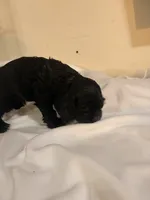 Rex, a male Cocker Spaniel for sale in Hickory, NC – 6 of 8