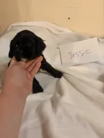 Jessie, a female Cocker Spaniel for sale in Hickory, NC – 3 of 6
