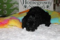 Jessie, a female Cocker Spaniel for sale in Hickory, NC – 7 of 9
