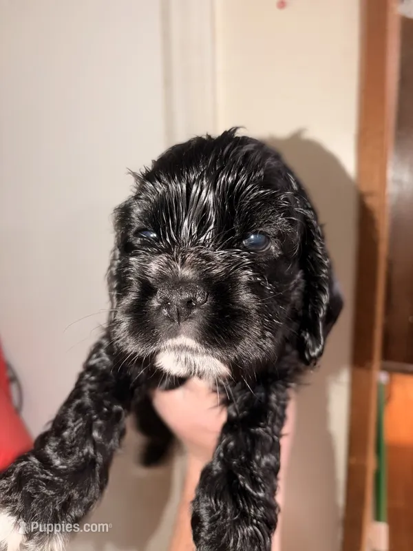 Cracker jack – Cocker Spaniel puppy for sale in Hickory, NC