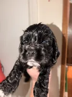 Cracker jack, a male Cocker Spaniel for sale in Hickory, NC – 1 of 7