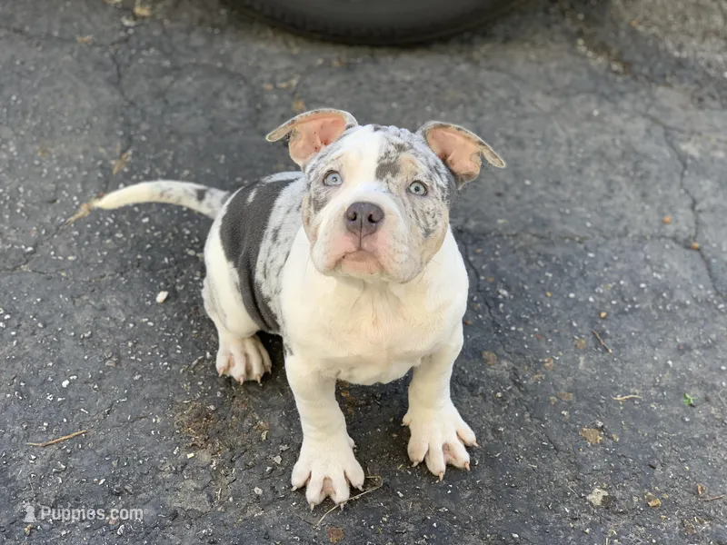 Snow White – American Bully puppy for sale in St. Louis, MO