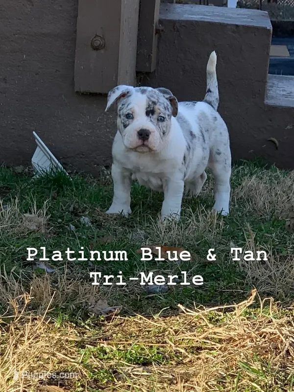 Snow – American Bully puppy for sale in St. Louis, MO