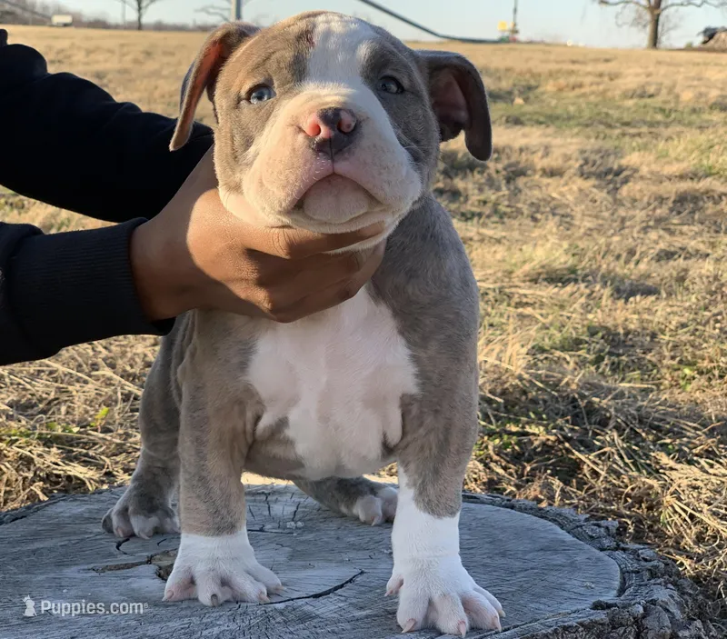 Brick , a male American Bully for sale in St. Louis, MO – Photo 1 of 1