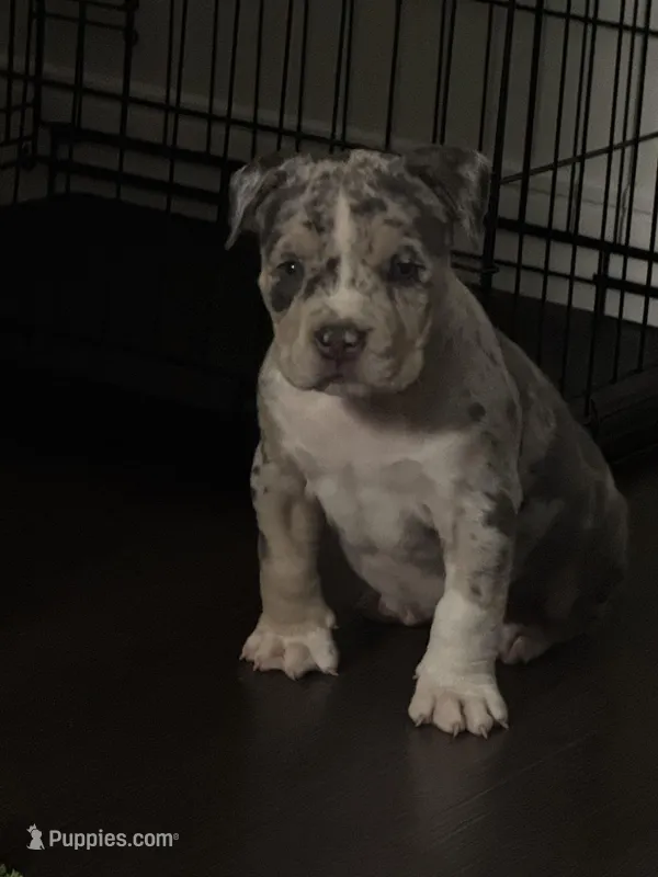 TriMerle  – American Bully puppy for sale in St. Louis, MO