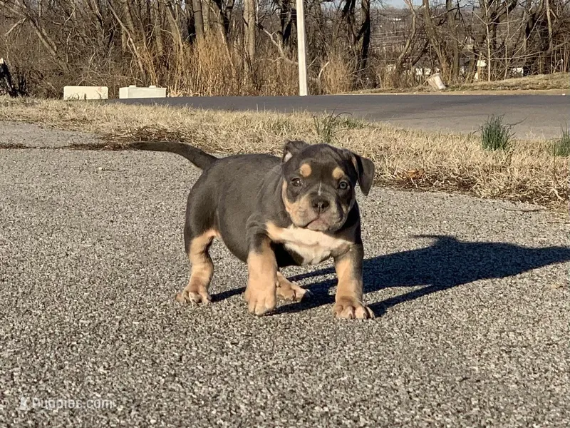 Pepper, a female American Bully for sale in St. Louis, MO – Photo 1 of 1