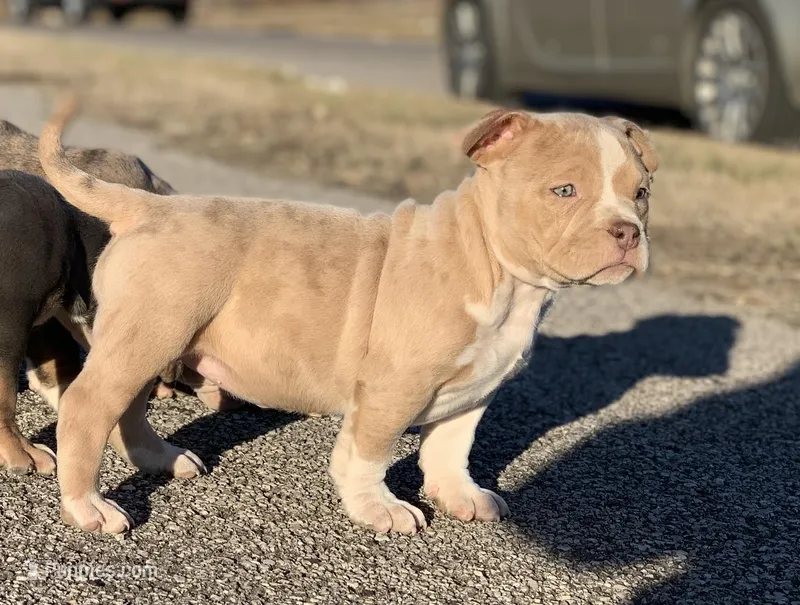Salt, a female American Bully for sale in St. Louis, MO – Photo 1 of 1