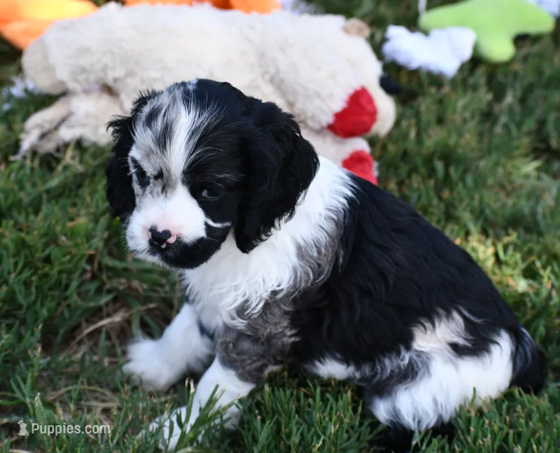 Black Tri Merle Boy – Cocker Spaniel puppy for sale in Kaufman, TX