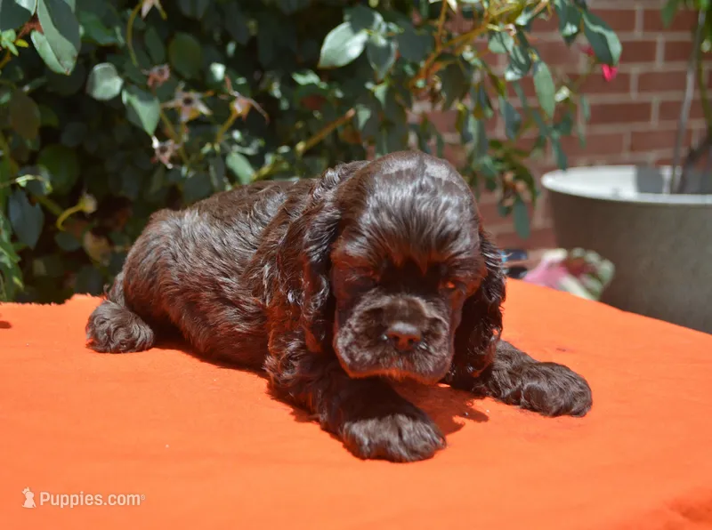 Chocolate #1 Boy AKC – Cocker Spaniel puppy for sale in Kaufman, TX