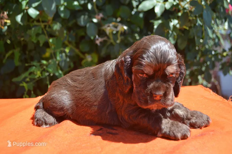 Chocolate with Tan Points Boy #2 – Cocker Spaniel puppy for sale in Kaufman, TX