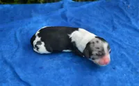 Black Tri Merle Boy, a male Cocker Spaniel for sale in Kaufman, TX – 3 of 3