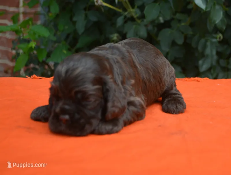 Chocolate #1 Boy AKC – Cocker Spaniel puppy for sale in Kaufman, TX