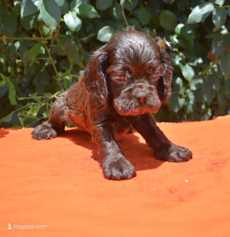 Chocolate #2 Boy AKC – Cocker Spaniel puppy for sale in Kaufman, TX