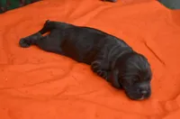 Chocolate #2 Boy AKC, a male Cocker Spaniel for sale in Kaufman, TX – 2 of 3