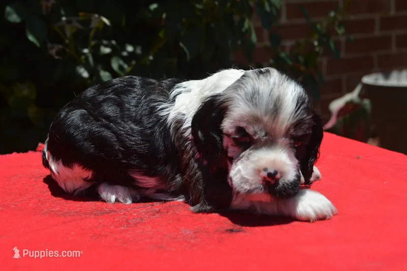 Black Tri Merle Boy – Cocker Spaniel puppy for sale in Kaufman, TX