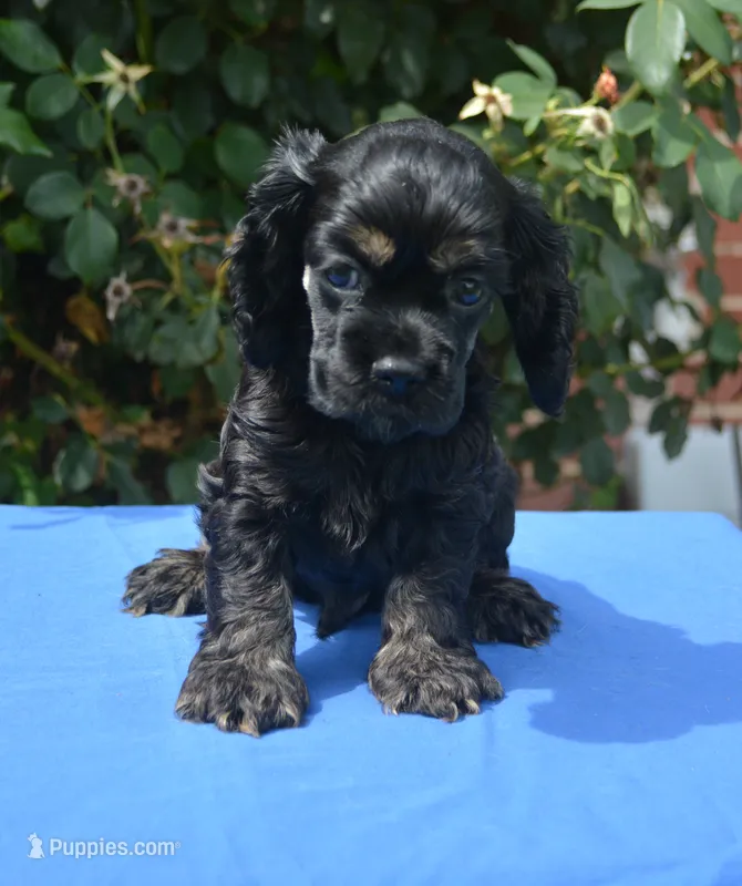 Black with Tan Points Male #2 – Cocker Spaniel puppy for sale in Kaufman, TX