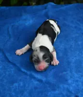 Black Tri Merle Boy, a male Cocker Spaniel for sale in Kaufman, TX – 2 of 3