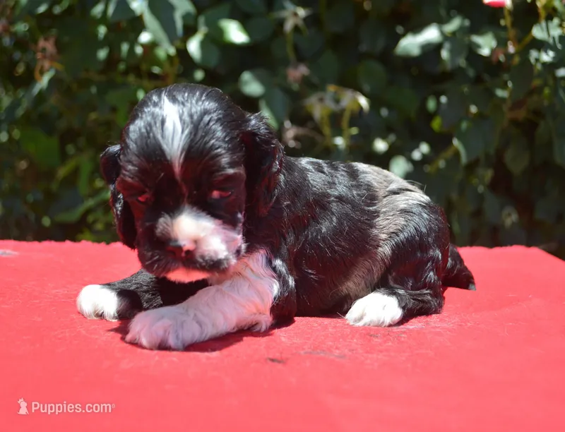Black Party Merle Boy – Cocker Spaniel puppy for sale in Kaufman, TX