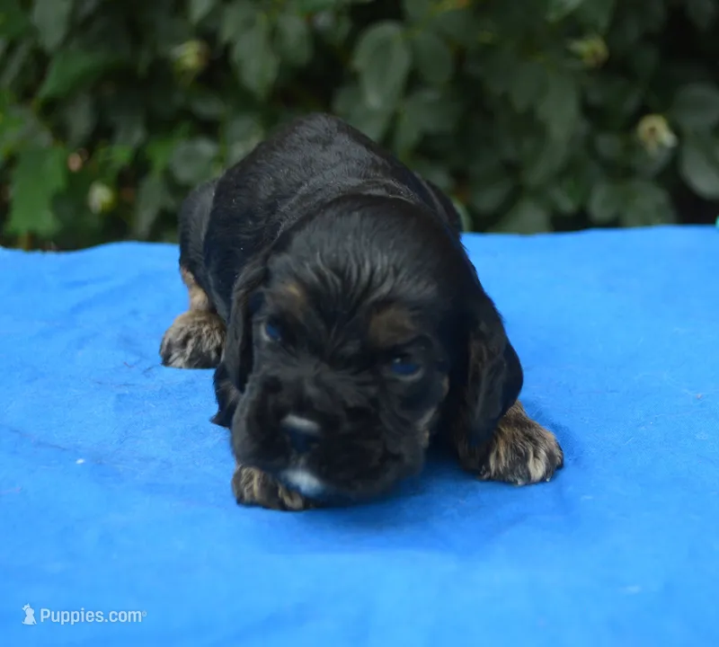 Black with Tan Points Male #1 – Cocker Spaniel puppy for sale in Kaufman, TX