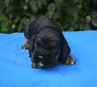Black with Tan Points Male #1, a male Cocker Spaniel for sale in Kaufman, TX – 1 of 3