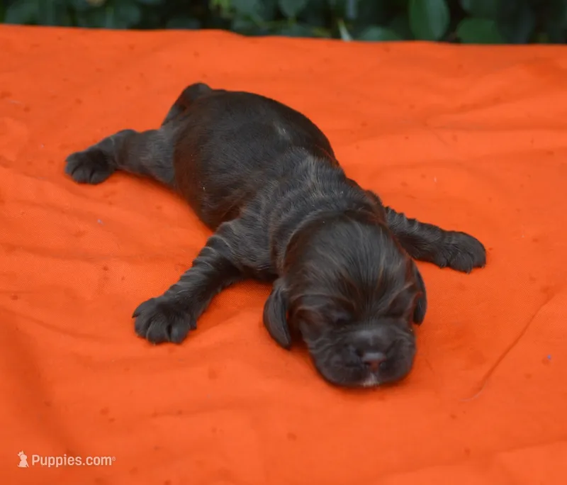Chocolate #2 Boy AKC – Cocker Spaniel puppy for sale in Kaufman, TX