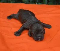 Chocolate #2 Boy AKC, a male Cocker Spaniel for sale in Kaufman, TX – 1 of 3
