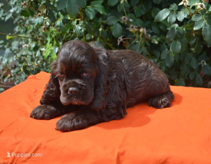 Chocolate #1 Boy AKC – Cocker Spaniel puppy for sale in Kaufman, TX