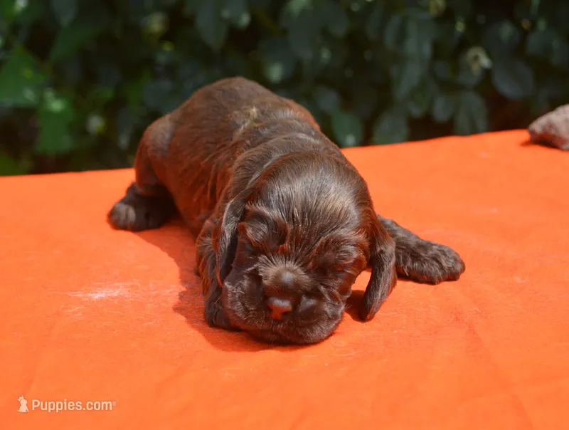Chocolate Boy AKC – Cocker Spaniel puppy for sale in Kaufman, TX
