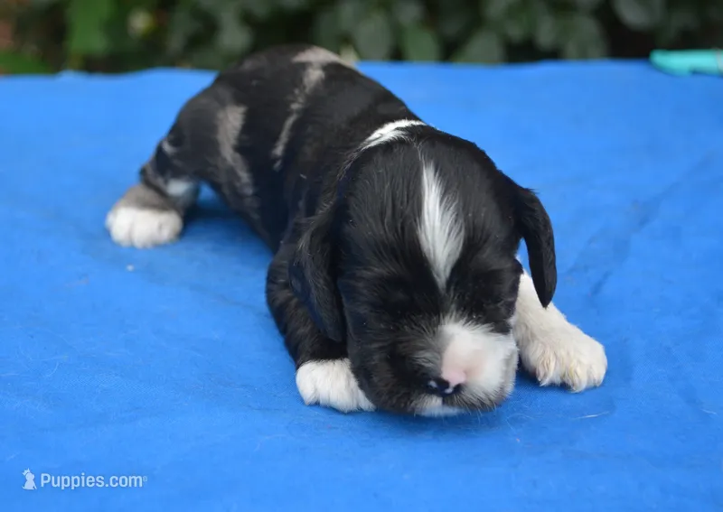 Black Party Merle Boy – Cocker Spaniel puppy for sale in Kaufman, TX