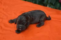 Chocolate #2 Boy AKC, a male Cocker Spaniel for sale in Kaufman, TX – 3 of 3