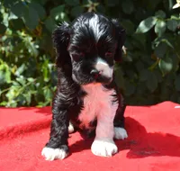 Black Party Merle Boy, a male Cocker Spaniel for sale in Kaufman, TX – 8 of 9