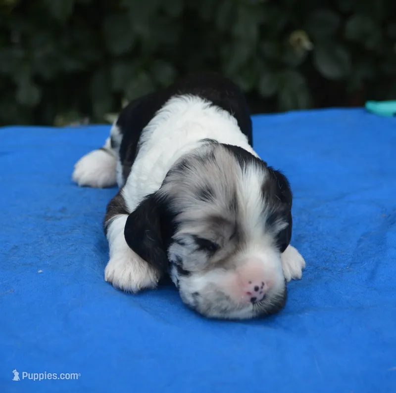 Black Tri Merle Boy – Cocker Spaniel puppy for sale in Kaufman, TX