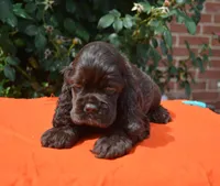 Chocolate #1 Boy AKC, a male Cocker Spaniel for sale in Kaufman, TX – 4 of 8