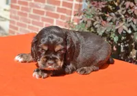 AKC Choc/Tan, a male Cocker Spaniel for sale in Kaufman, TX – Photo 2 of 3