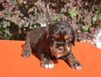 AKC Choc/Tan, a male Cocker Spaniel for sale in Kaufman, TX – Photo 3 of 3
