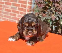 AKC Choc/Tan, a male Cocker Spaniel for sale in Kaufman, TX – Photo 1 of 3