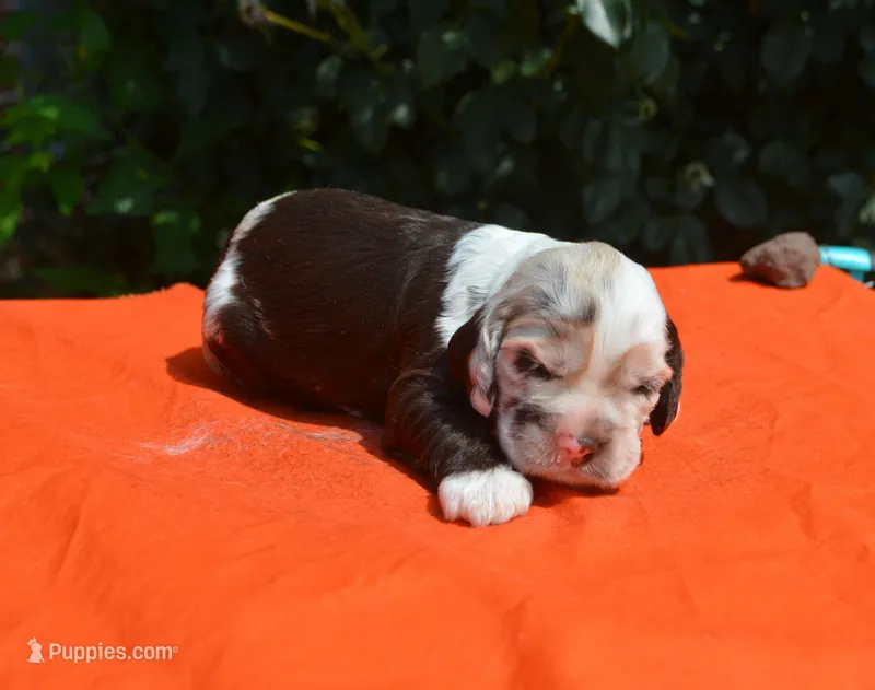 Chocolate Tri Merle Boy – Cocker Spaniel puppy for sale in Kaufman, TX