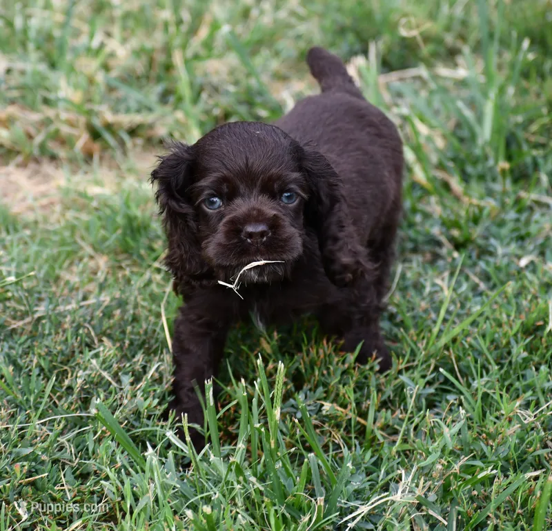 Chocolate #1 Boy AKC – Cocker Spaniel puppy for sale in Kaufman, TX