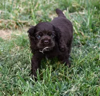 Chocolate #1 Boy AKC, a male Cocker Spaniel for sale in Kaufman, TX – 1 of 8