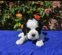 AKC Black Tri 1 male , a male Cocker Spaniel for sale in Kaufman, TX – 5 of 5