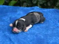 Black Party Merle Boy, a male Cocker Spaniel for sale in Kaufman, TX – 1 of 3