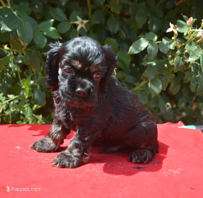 Black with Tan Points Male #2 – Cocker Spaniel puppy for sale in Kaufman, TX
