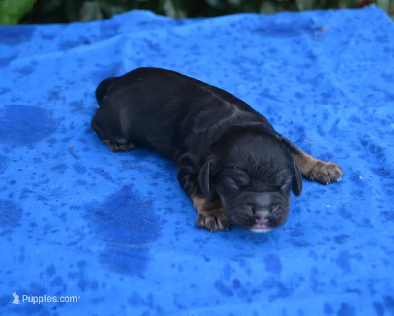 Black with Tan Points Male #2 – Cocker Spaniel puppy for sale in Kaufman, TX