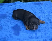 Black with Tan Points Male #2, a male Cocker Spaniel for sale in Kaufman, TX – 1 of 3