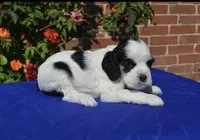 AKC Black Tri 1 male , a male Cocker Spaniel for sale in Kaufman, TX – 4 of 5