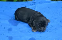 Black with Tan Points Male #1, a male Cocker Spaniel for sale in Kaufman, TX – 1 of 3