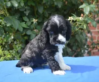 Black Party Merle Boy, a male Cocker Spaniel for sale in Kaufman, TX – 6 of 9