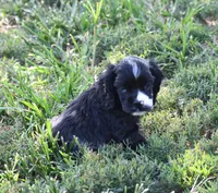 Black Party Merle Boy, a male Cocker Spaniel for sale in Kaufman, TX – 3 of 9