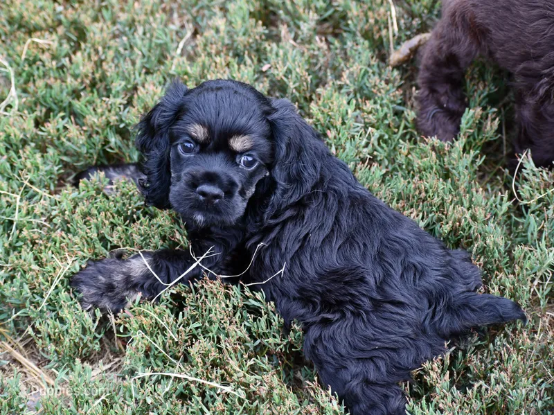 Black with Tan Points Male #2 – Cocker Spaniel puppy for sale in Kaufman, TX